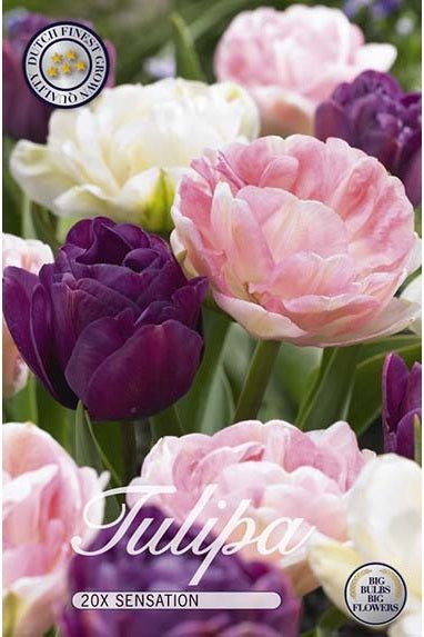 Tulip Sensation 12-pakning